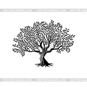 Olive tree silhouette icon or sign - vector clipart