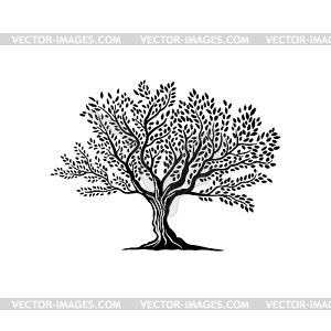 Символ или эмблема силуэта оливкового дерева - иллюстрация в векторе