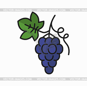 Bunch of grape on stem, berries with green leaf - vector clipart