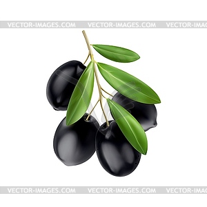 Realistic black olives branch and leaves - vector clip art