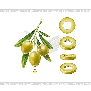 Realistic olive branch and green slices, 3d - vector clip art