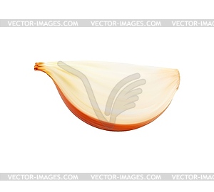 Realistic raw onion vegetable, cut section quarter - vector image