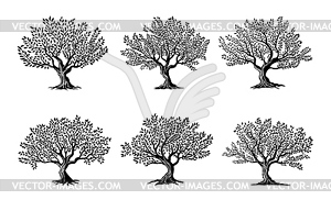 Olive trees silhouette icons, olive oil labels - vector image