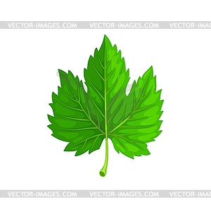 Зеленый кленовый лист, мультяшная листва - векторный клипарт Royalty-Free