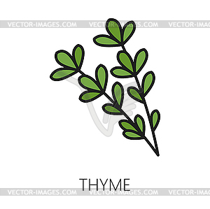 Thyme branch green seasoning herb icon - vector clipart