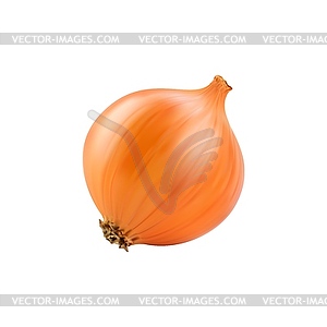 Realistic raw whole onion 3d vegetable - vector clip art