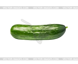 Realistic raw cucumber whole vegetable or veggie - vector image