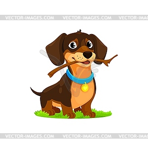 Cartoon dachshund dog with wooden stick in teeth - vector image