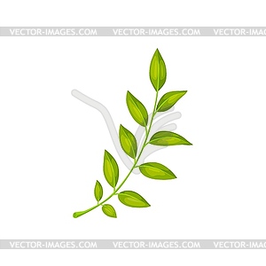 Green leaf, cartoon forest plant - vector image