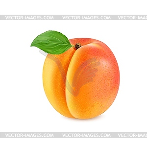 Реалистичный спелый сырой абрикосовый фрукт целиком - стоковый векторный клипарт