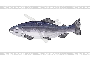 Salmon or trout fish for seafood cuisine, cartoon - vector image