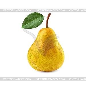 Realistic ripe yellow pear whole fruit - vector image