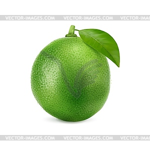 Реалистичный зеленый спелый сырой фрукт лайма, цельный цитрус - клипарт в векторном виде