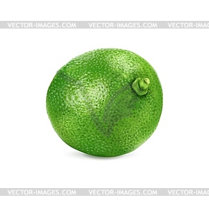 Реалистичный зеленый спелый сырой лайм, цельный цитрусовый фрукт - векторный клипарт