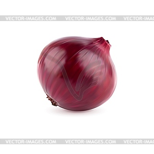 Ripe raw realistic red onion unpeeled purple bulb - vector image