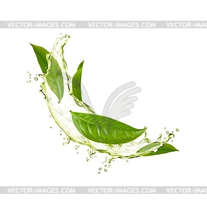 Green herbal tea leaves and wave splash with drops - vector image