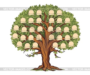 Genealogy family history tree with photo frames - vector clip art