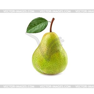 Ripe raw realistic green pear whole fruit - vector clipart