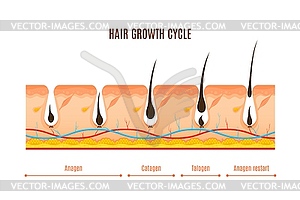 Hair growth cycle phases infographics - color vector clipart