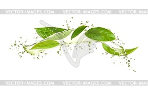 Листья зеленого травяного чая и брызги волн с каплями - векторный рисунок