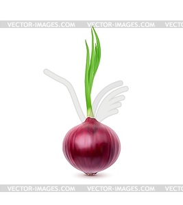 Спелый сырой реалистичный красный цельный луковый овощ - клипарт в векторе / векторное изображение