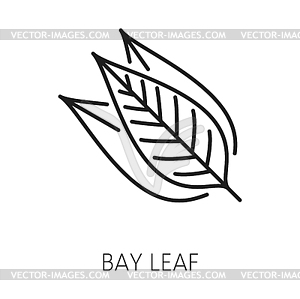 Bay leaf kitchen herb, laurel leaves outline icon - vector image