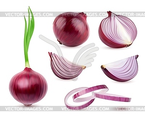 Ripe raw realistic red onion vegetable with leaves - vector clip art