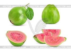 Ripe raw realistic guava, whole fruit and slices - vector clip art