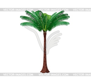 Мультяшные джунгли, тропический лес, пальма, тропическое растение - клипарт