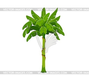 Cartoon jungle rainforest palm tree, beach plant - vector clip art