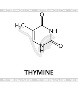 Нуклеиновая кислота тимина, азотистая основа формулы - векторный рисунок
