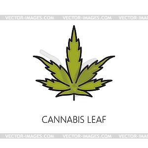 Medical cannabis leaf color thin line icon - royalty-free vector image