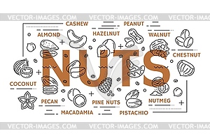 Line nuts types, infographic linear banner - vector clipart