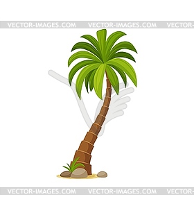 Cartoon jungle coconut palm tree, tropical plant - vector clip art