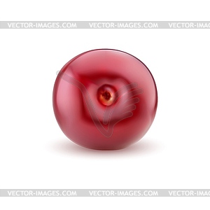 Realistic ripe cherry. raw cherry berry - vector clip art