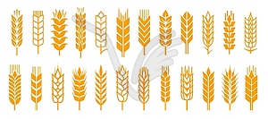 Wheat ear spikelets with cereal grains icons - vector image