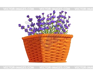 Lavender flowers in basket, SPA cosmetics oil - vector image