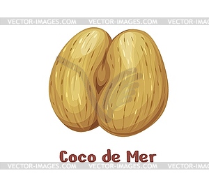 Coco de mer nut or sea coconut, uncommon nuts - royalty-free vector clipart