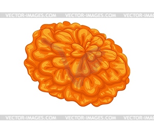 Mexican marigold cempasuchil or tagetes flower bud - vector image