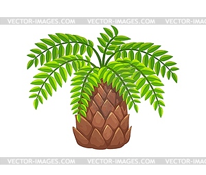 Cartoon tropical lush, green fern-like plant, palm - royalty-free vector clipart