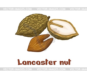 Lancaster nuts, uncommon plant seed kernels - vector clipart