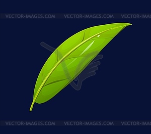 Cartoon green tea leaf, natural ingredient - vector clipart