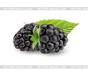 Realistic blackberry, 3D ripe berry fruit - vector clipart