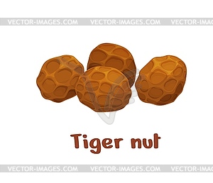 Uncommon tiger nuts or chufa, nutrient-rich tubers - color vector clipart