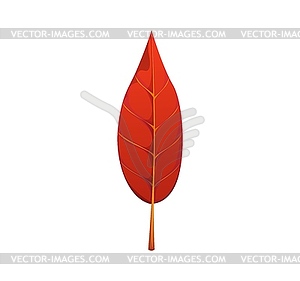 Cartoon red autumn leaf, fallen tree foliage - vector clip art