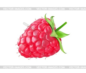 Realistic 3D ripe raspberry berry fruit - vector clip art