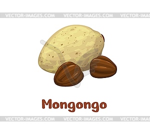 Mongongo nuts, uncommon plant seed kernels - vector clip art