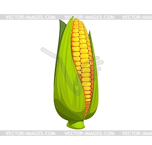 Cartoon ripe sweet corn cob Mexican cuisine - vector image