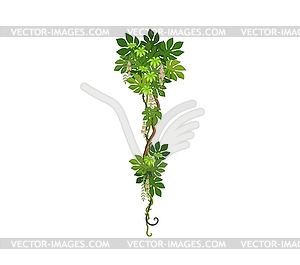 Tropical liana vine, vertical branch of jungle ivy - vector clip art