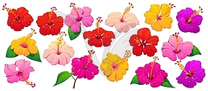 Tropical Hawaii hibiscus flowers, tropical plants - vector clipart